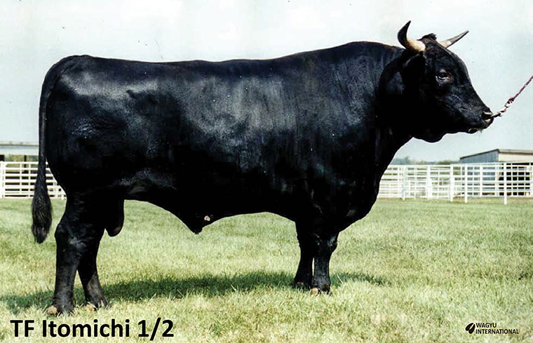 TF Itohana 1/2 Wagyu foundation bull